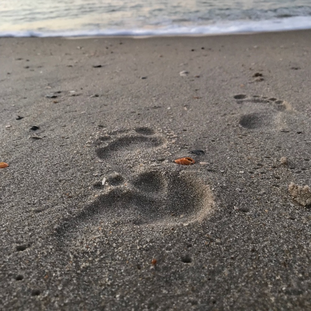 Meet your Posher, Peyton